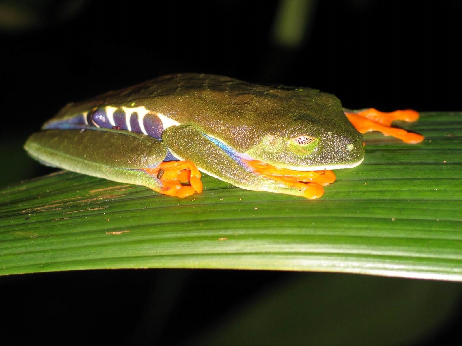 Red-eyed tree frog