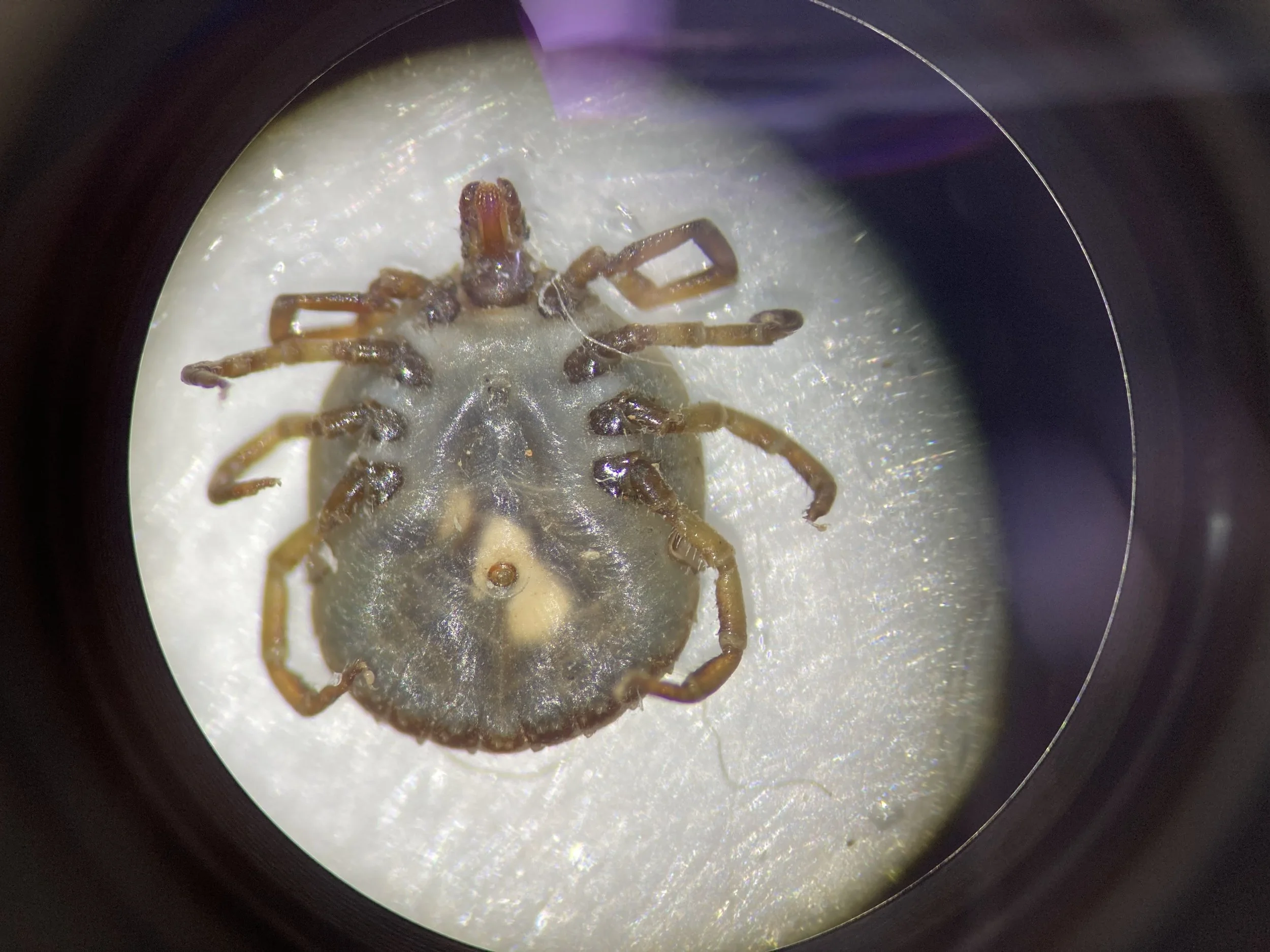 Amblyomma sculptum