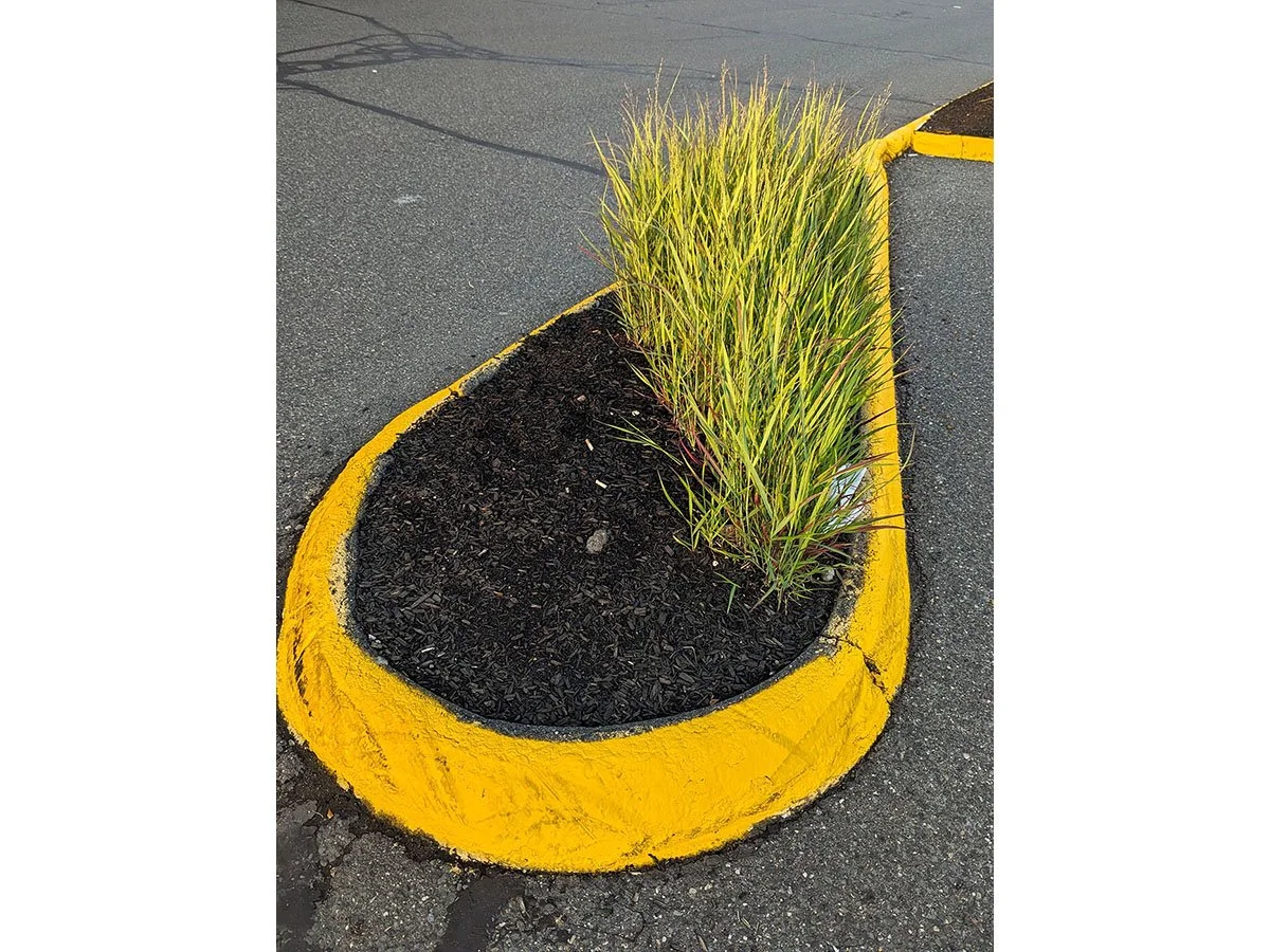 6_grass.jpg