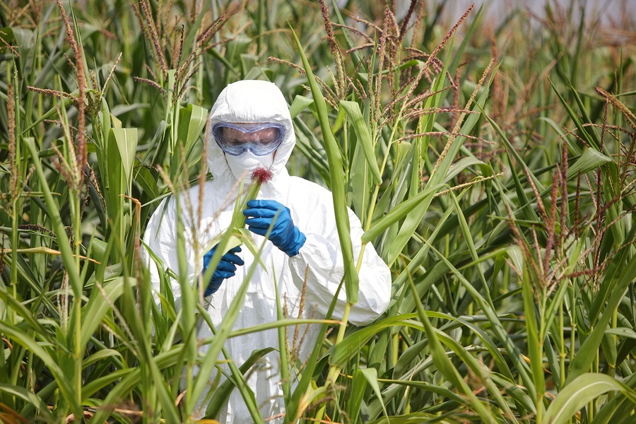 Person monitoring crops.