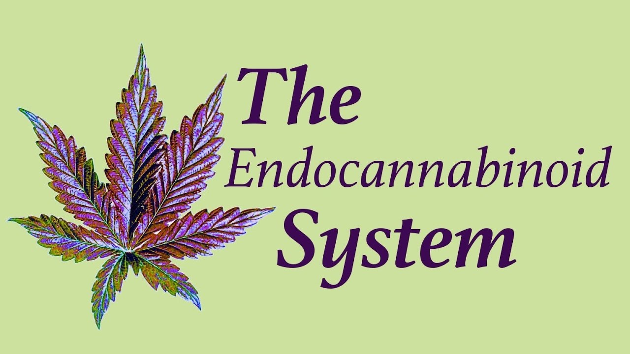 Marijuana leaf and the endocannabinoid system.