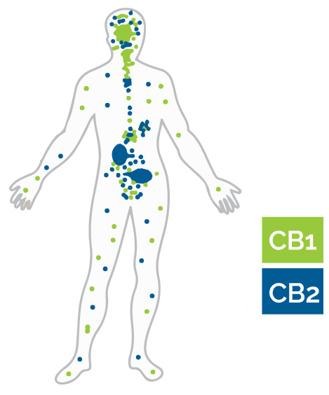 An illustration of CB1 and CB2 receptors in the body and brain.