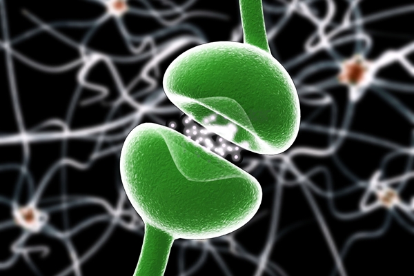 CDB receptor synapses.