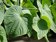 Kava kava plant. Kava supports the endocannabinoid system.