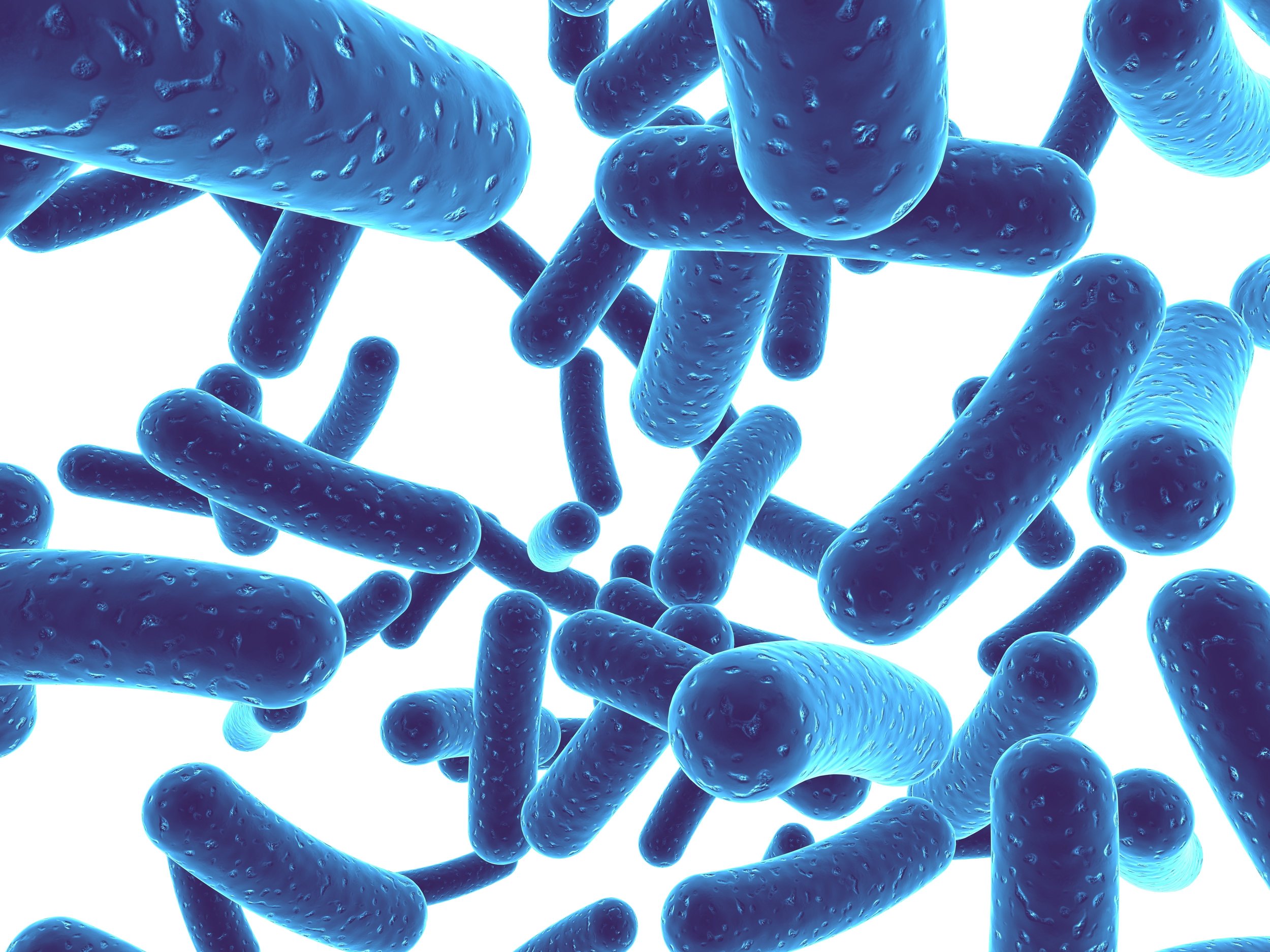 Bacteria. Probiotic bacteria supports the endocannabinoid system.