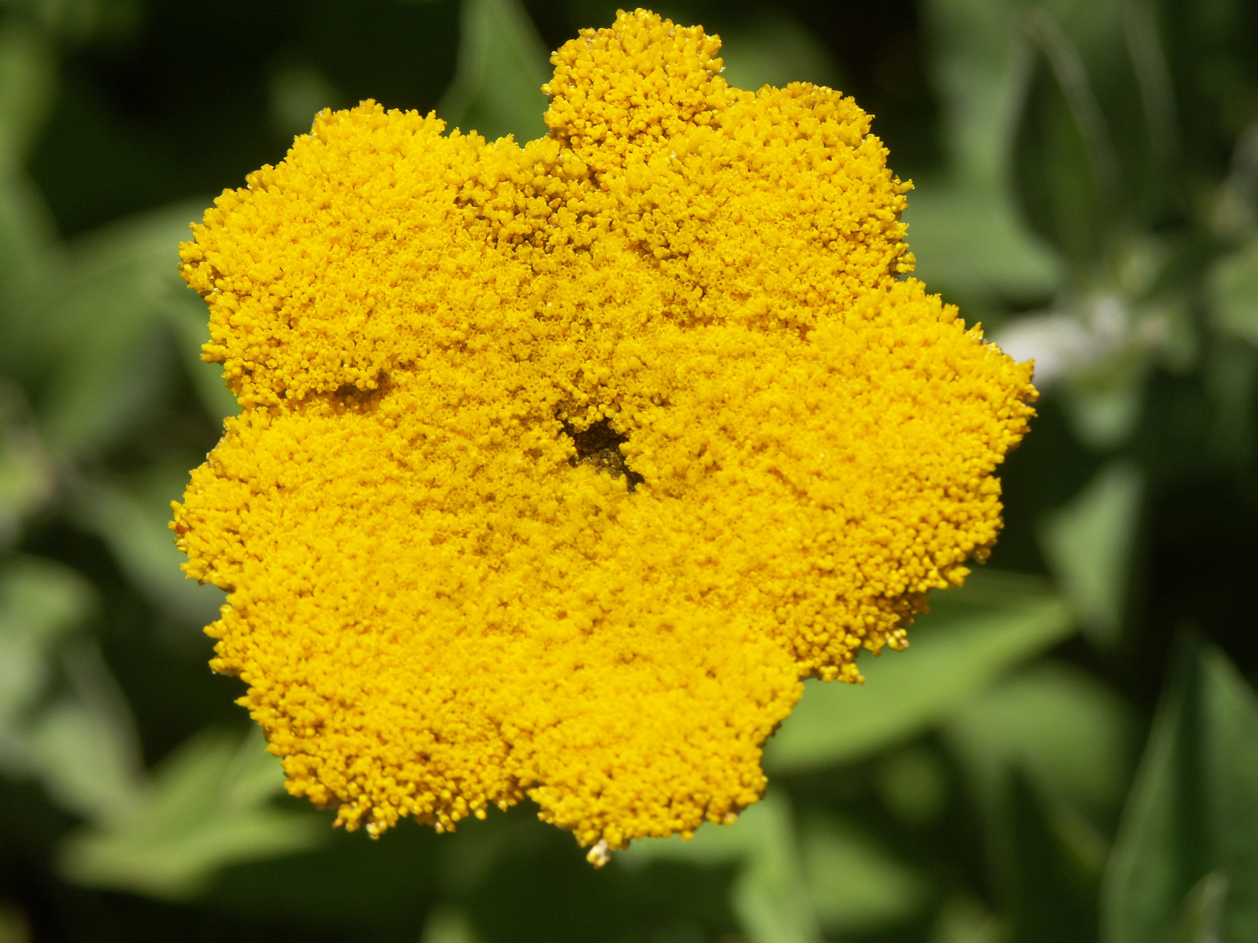 Helichrysum Umbraculigerum plant supports the endocannabinoid system.