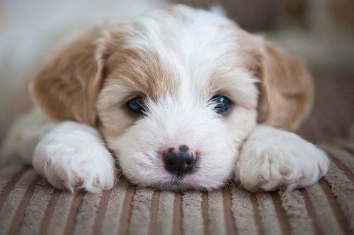 Um cachorrinho fofo deitado no sofá. Animais de estimação aumentam os níveis de oxitocina em nossos cérebros.