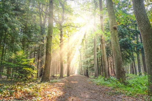 Sunlight shining through trees in a forest. Sunlight gives us Vitamin D, one of the main nutrient deficiencies that can cause depression.