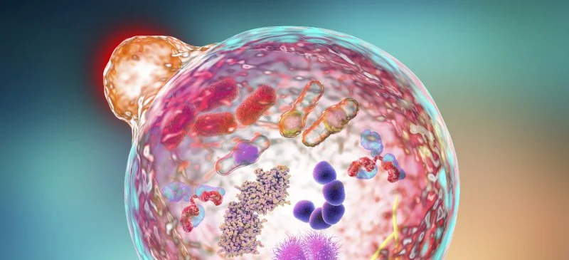 Autophagy.