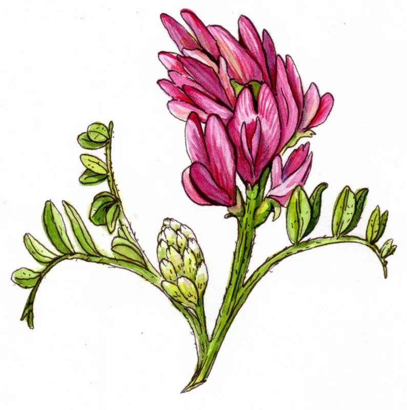 Illustration of the astragalus plant. Astragalus can increase IGF-1 levels.