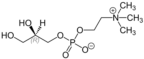 choline2.png