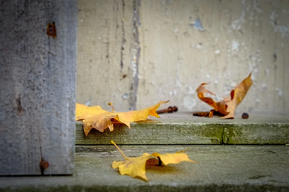 leaves on sill 1024px_DSF7499.jpg