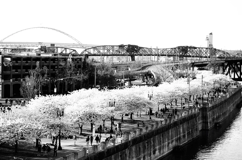 cherry trees steel bridge 1024px DSF8651.jpg
