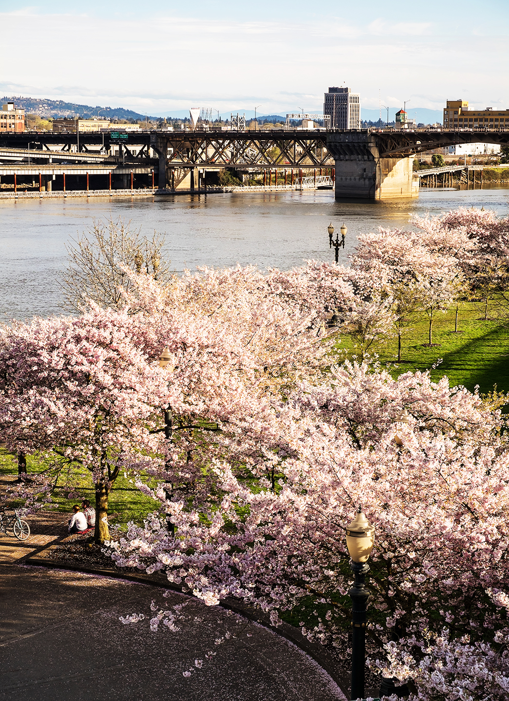 cherry trees waterfront park 1440px_DSF4027.jpg