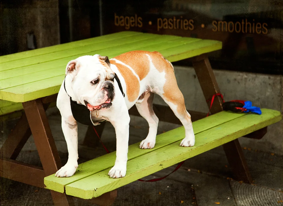 dog at picnic table 960px 5036.jpg