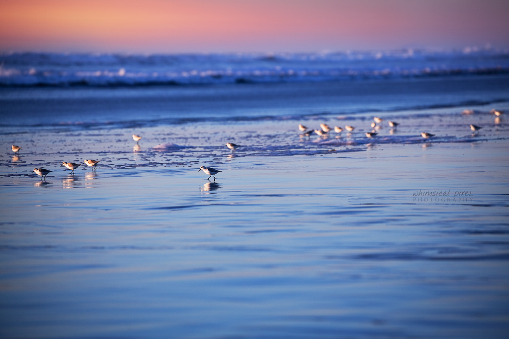 birds sunset ocean 1024px wm 2316.jpg