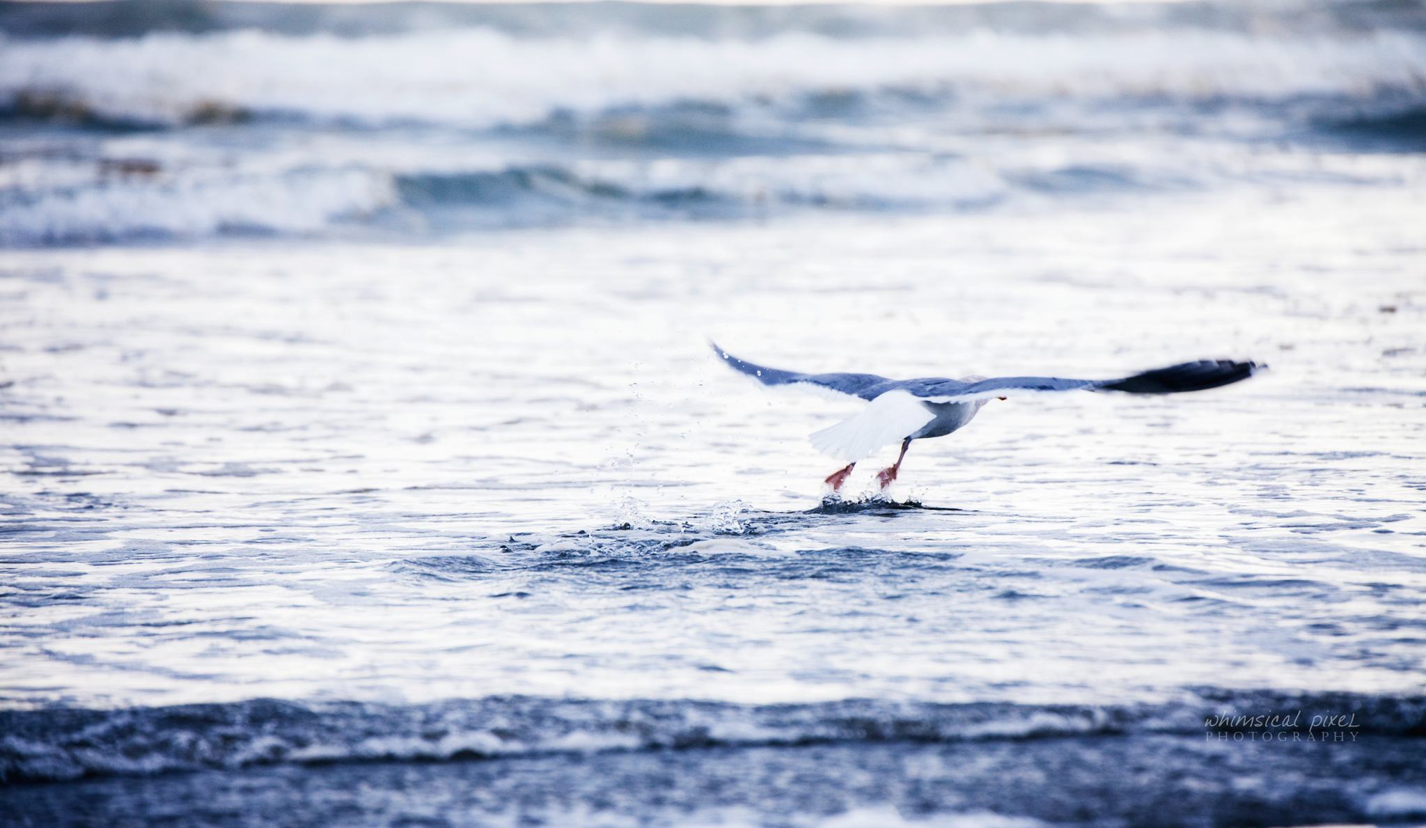 seagull ocean 2048px 3465.jpg