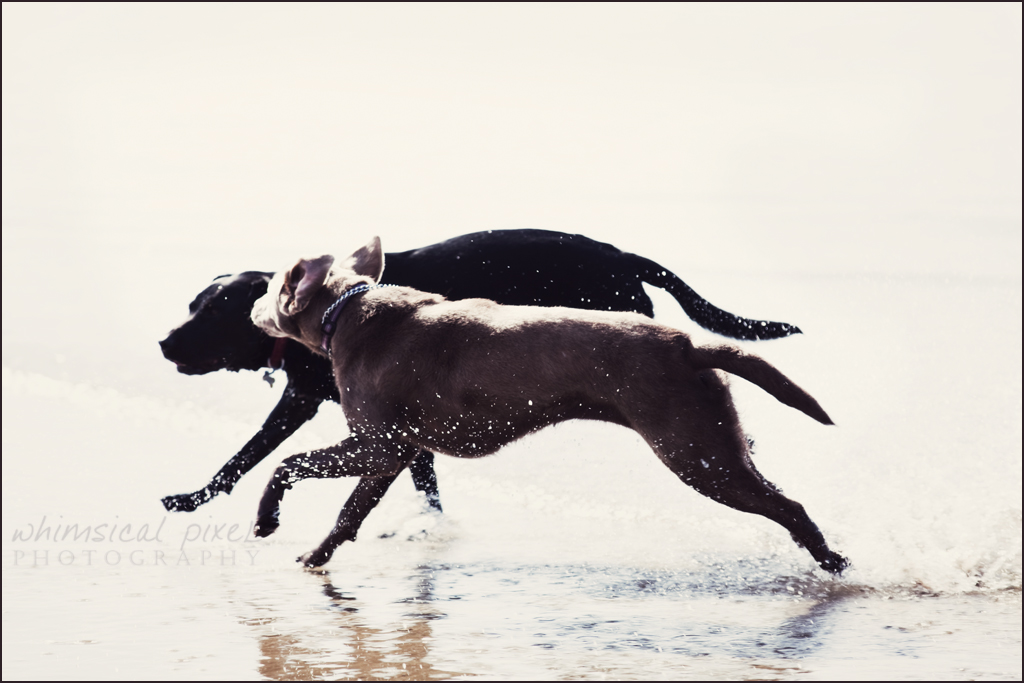 dogs playing polaroid wm 1024px 1762.jpg