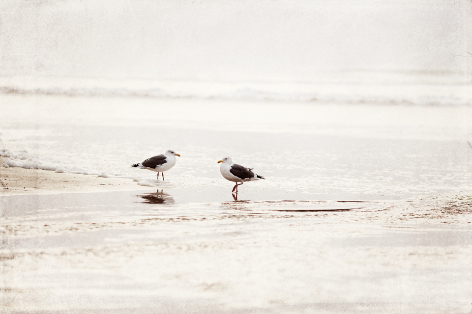 seagulls coast 1874.jpg