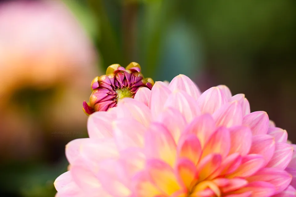 dahlia peeking out 960px wm_2892.jpg