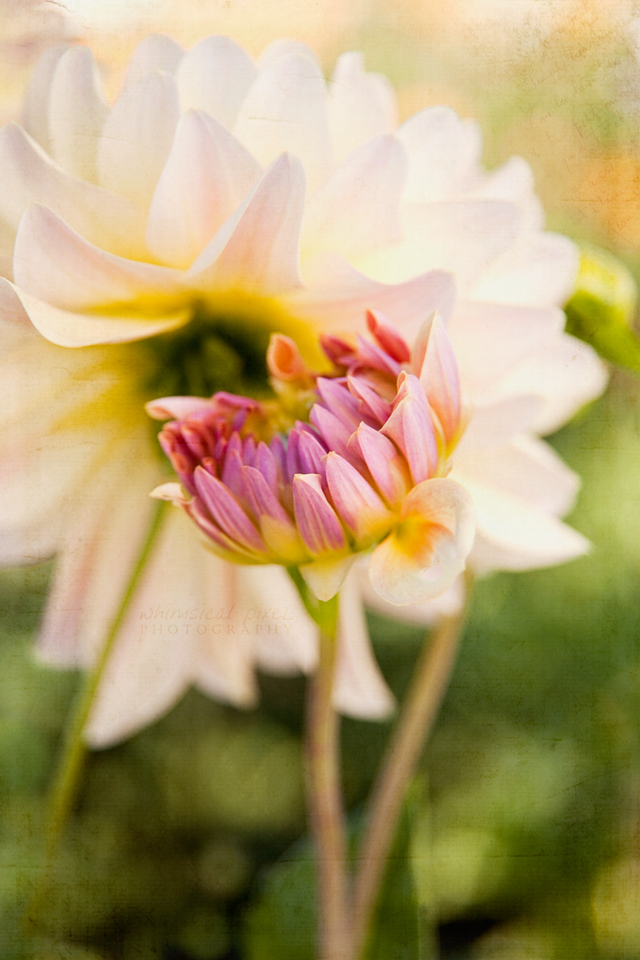 dahlias vert textures 960px wm 0050.jpg