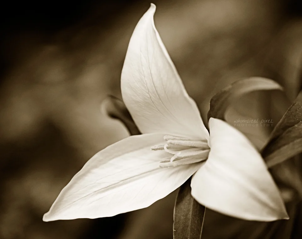 trillium monochrome 960px wm 5403.jpg