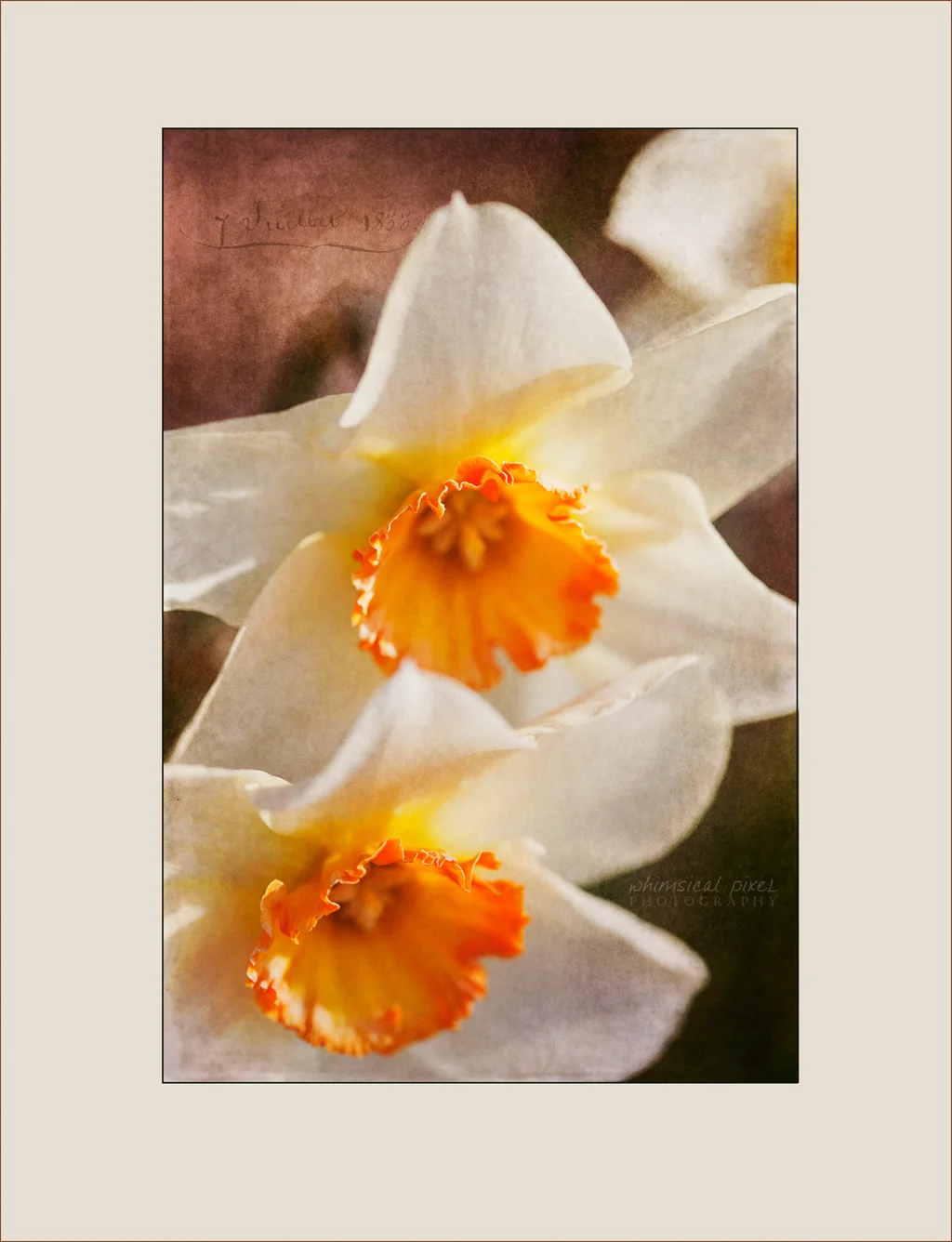 daffodils 1024px framed_2 4807 copy.jpg