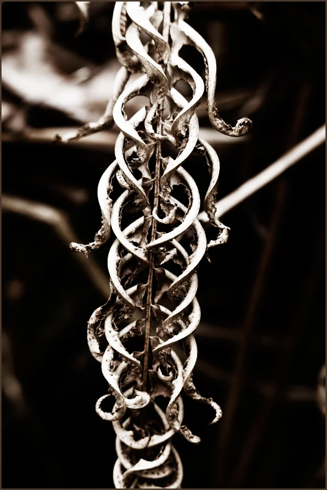 fern ribs monochrome 960px 5562.jpg
