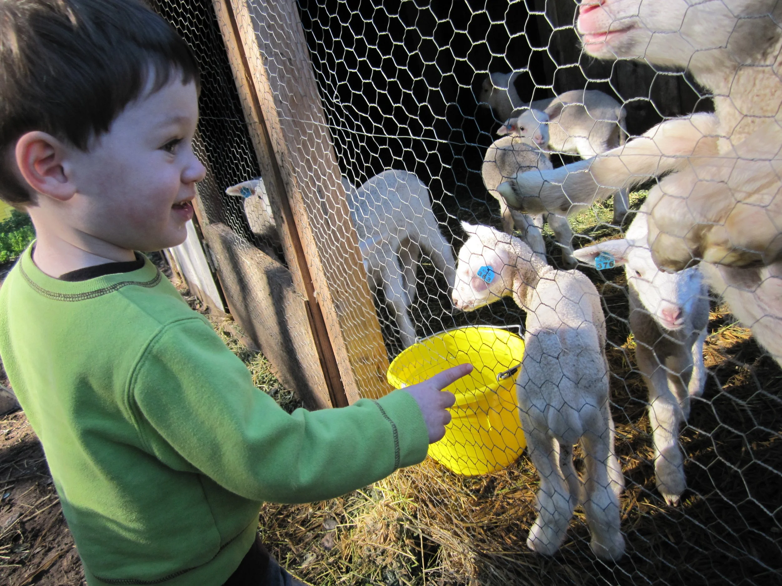 gavin and lambs.JPG