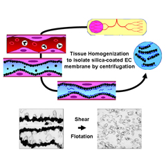 subcellular.jpg