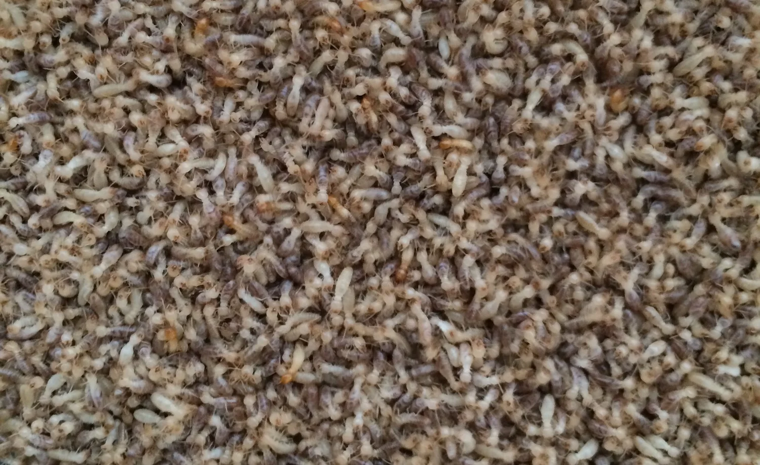 Termite Mass for Web.JPG