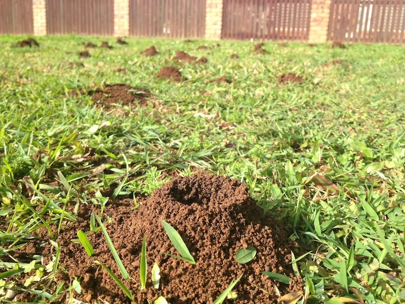 Funnel ant nest