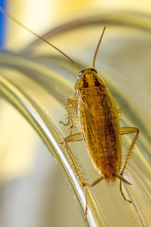 Small cockroach (German cockroach) Up to 1.5cm