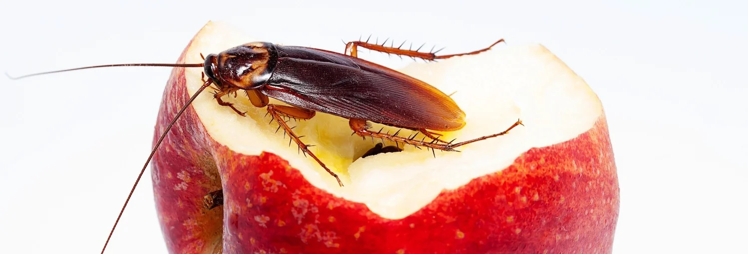 Are all pest control treatments the same?