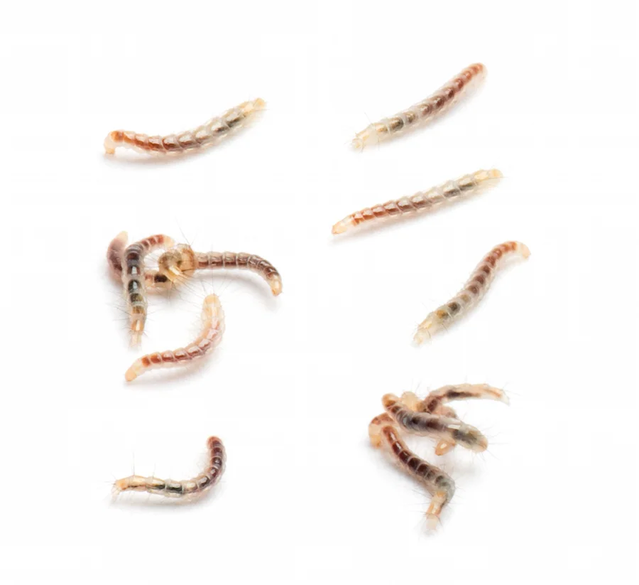 Flea larvae