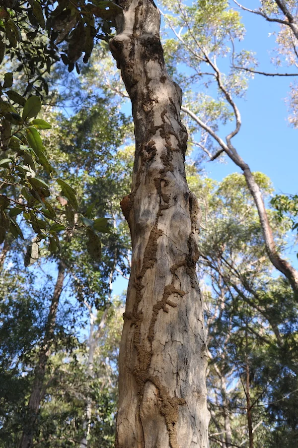 Termite mud tubes on tree