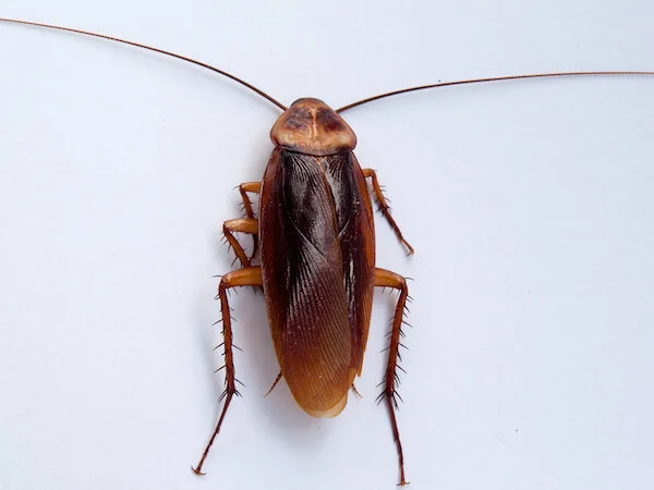 How to get rid of cockroaches