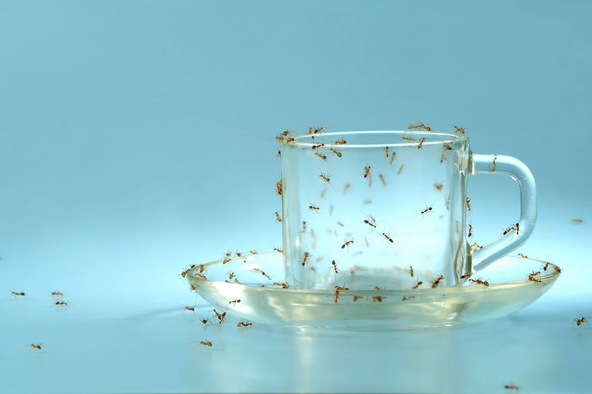 Ants in cup.jpeg
