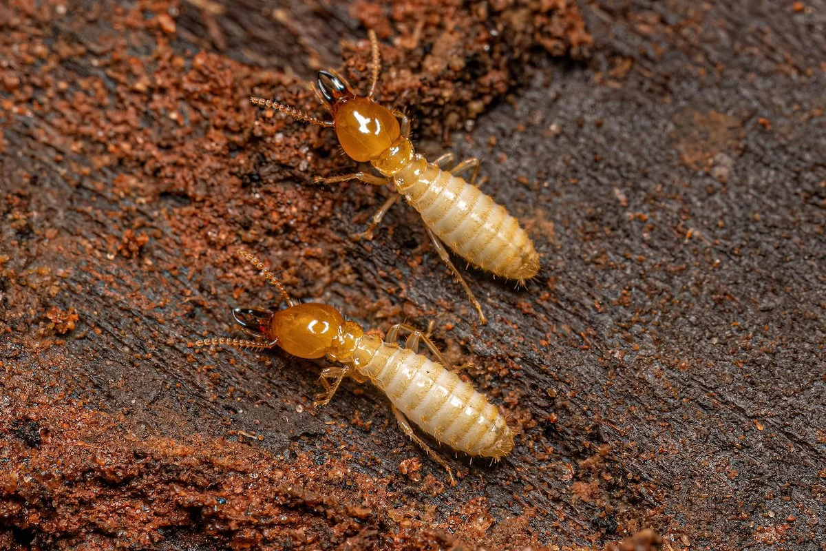 Coptotermes termites.jpeg