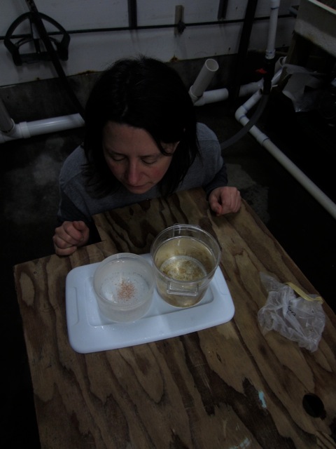 Vanessa looking at the baby jellyfish at the Oregon Coast Aquarium while we were filming