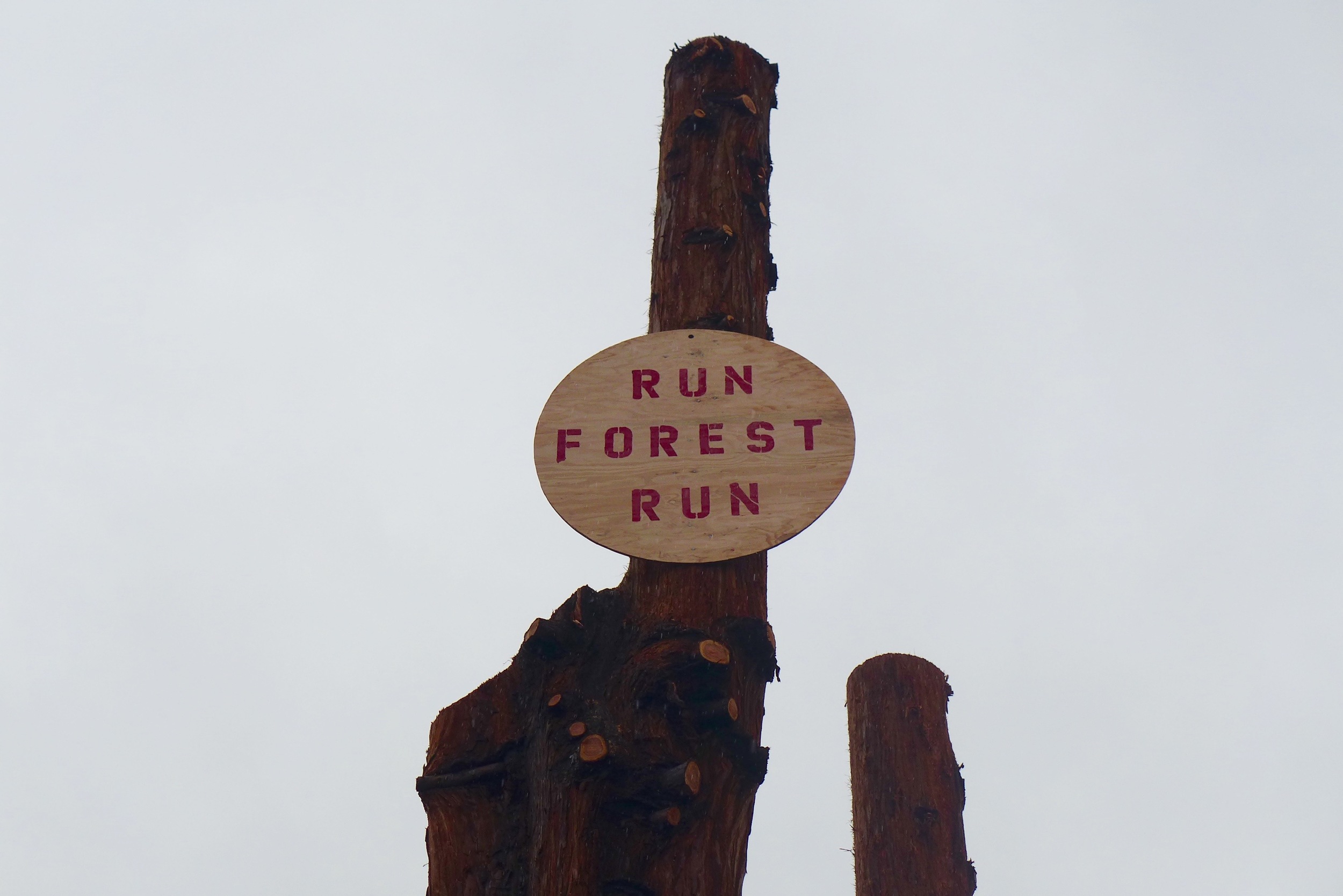 run forest CU.jpg