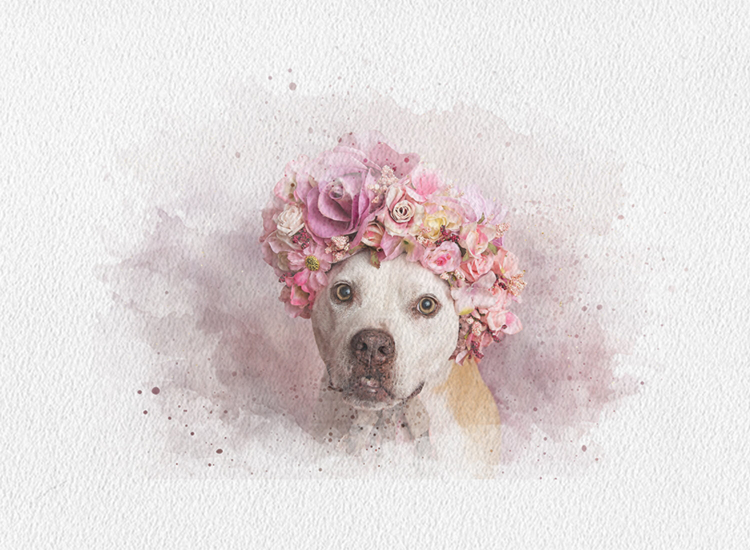 sweet pitbull wearing a flower bonnet portrait pet photography.jpg