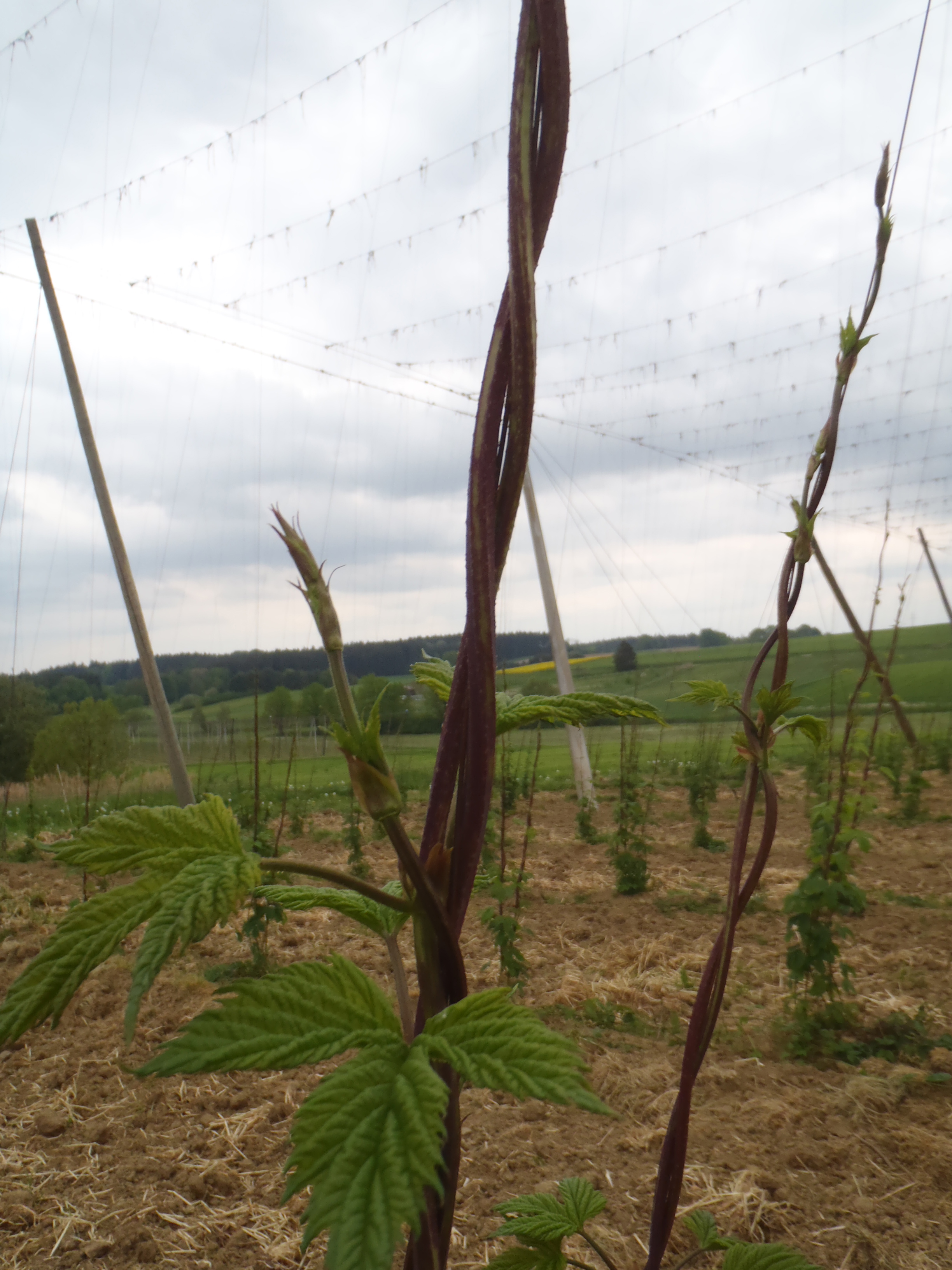 Hops begin their climb to the sky.