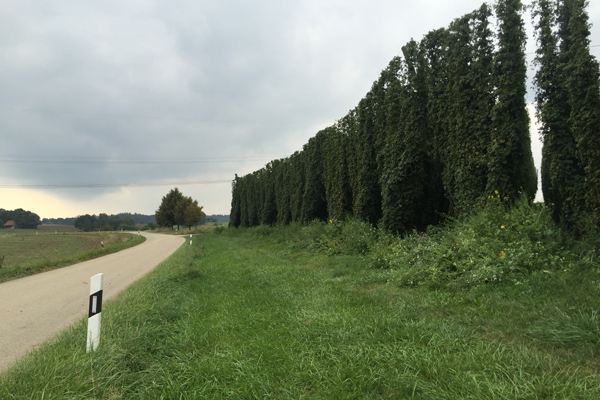 Hallertau hop field