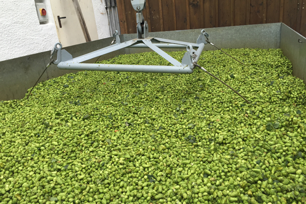 Hops ready to load into the kiln