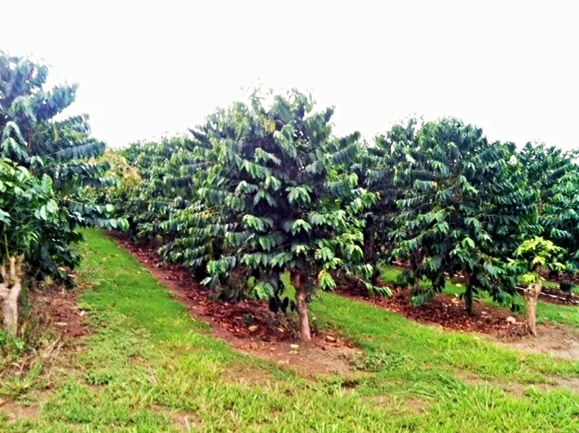 KEALAOLA FARM, Kealakekua Hawaii