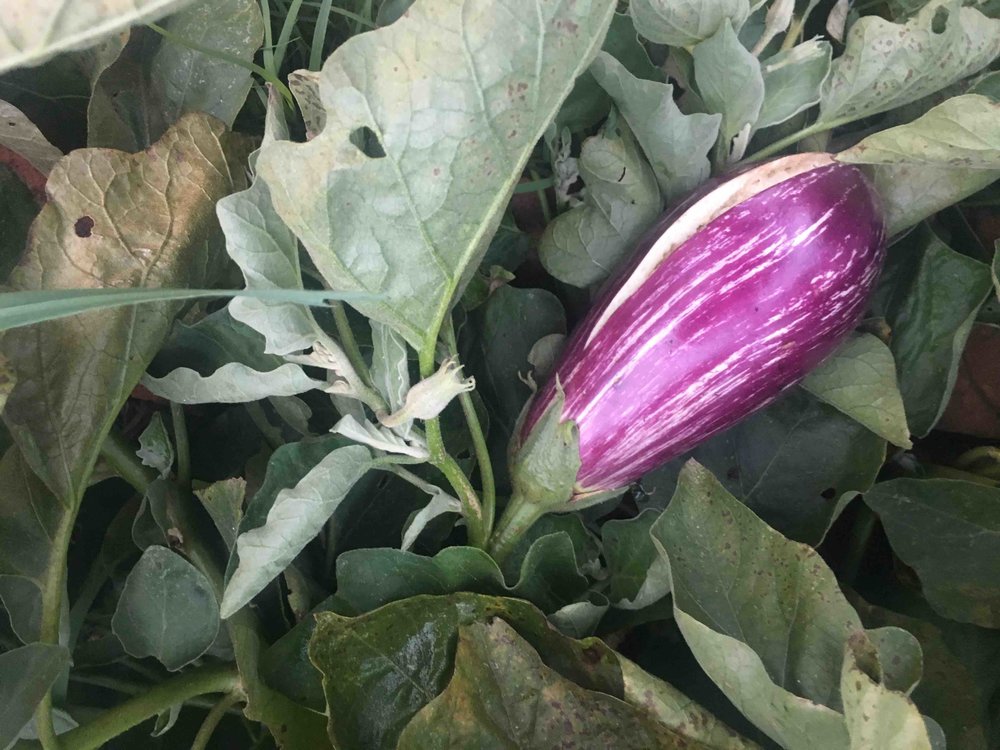 Farm eggplant.jpeg