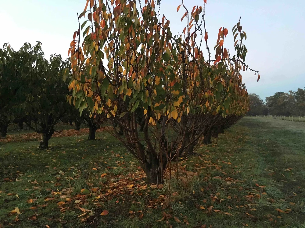 Farm orchard.jpeg