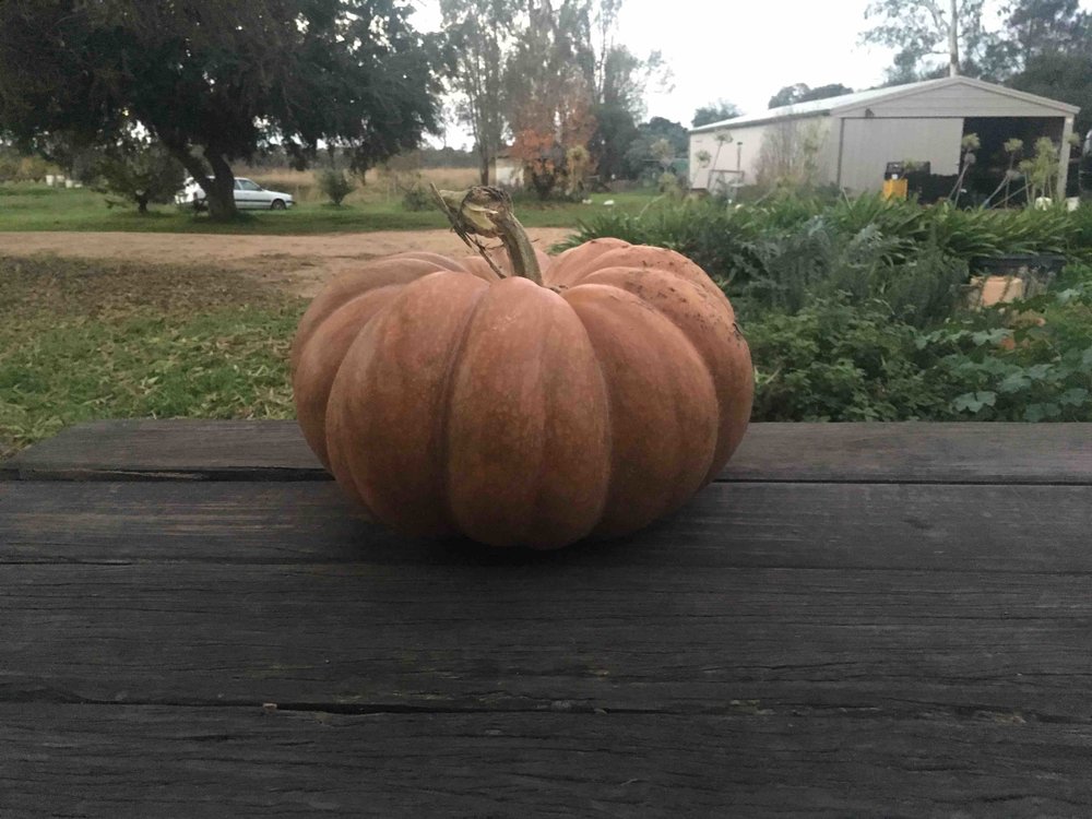 Farm Pumpkin.jpeg