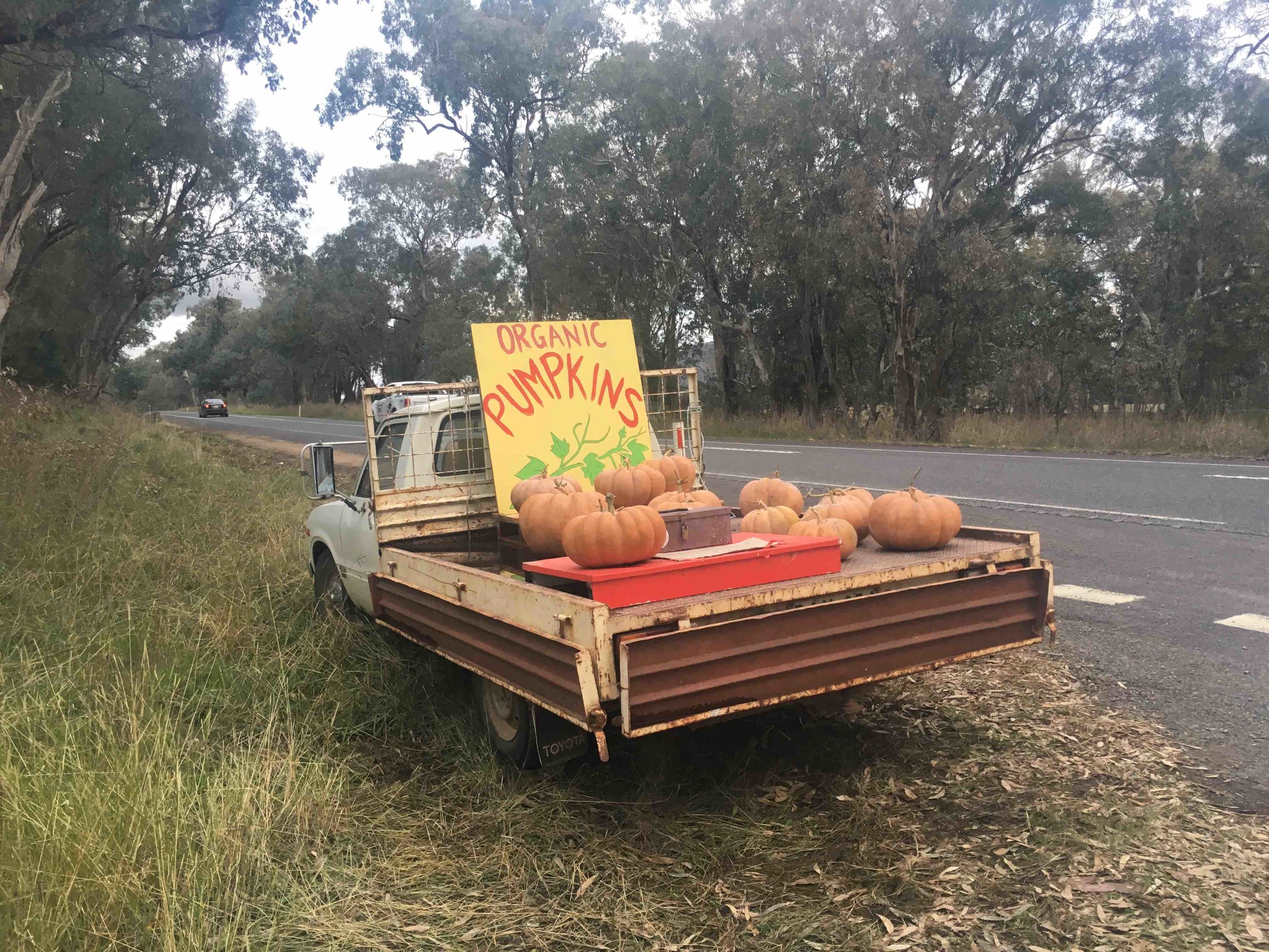 Farm Pumpkins.jpeg